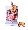 Medical digestive system model
